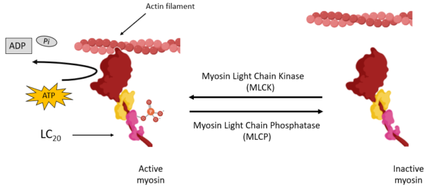 Smooth muscle contraction regulation