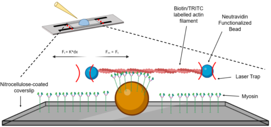 The laser trap assay